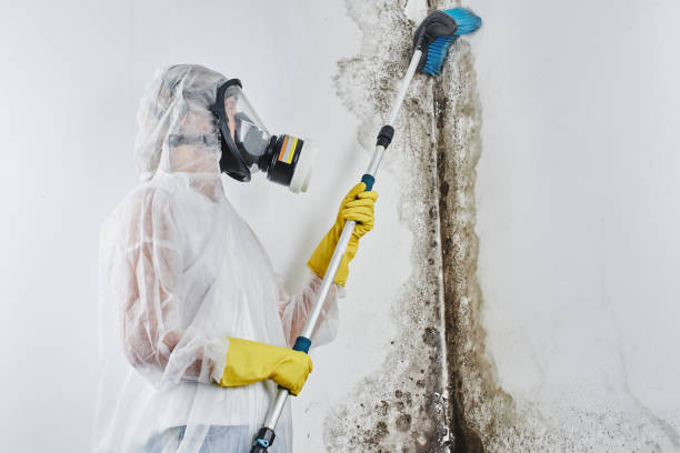 Best Toxic Mold Removal  in Soh Ogden, UT