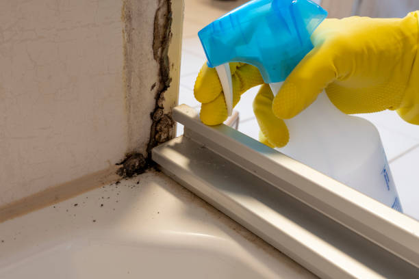 Best Mold Testing  in Soh Ogden, UT