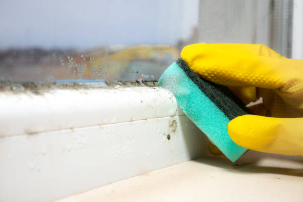 Best Mold Damage Repair  in Soh Ogden, UT