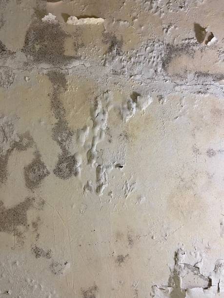 Best Residential Mold Removal  in Soh Ogden, UT