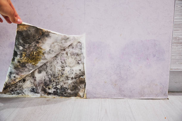 Best Mold Removal Company Near Me  in Soh Ogden, UT